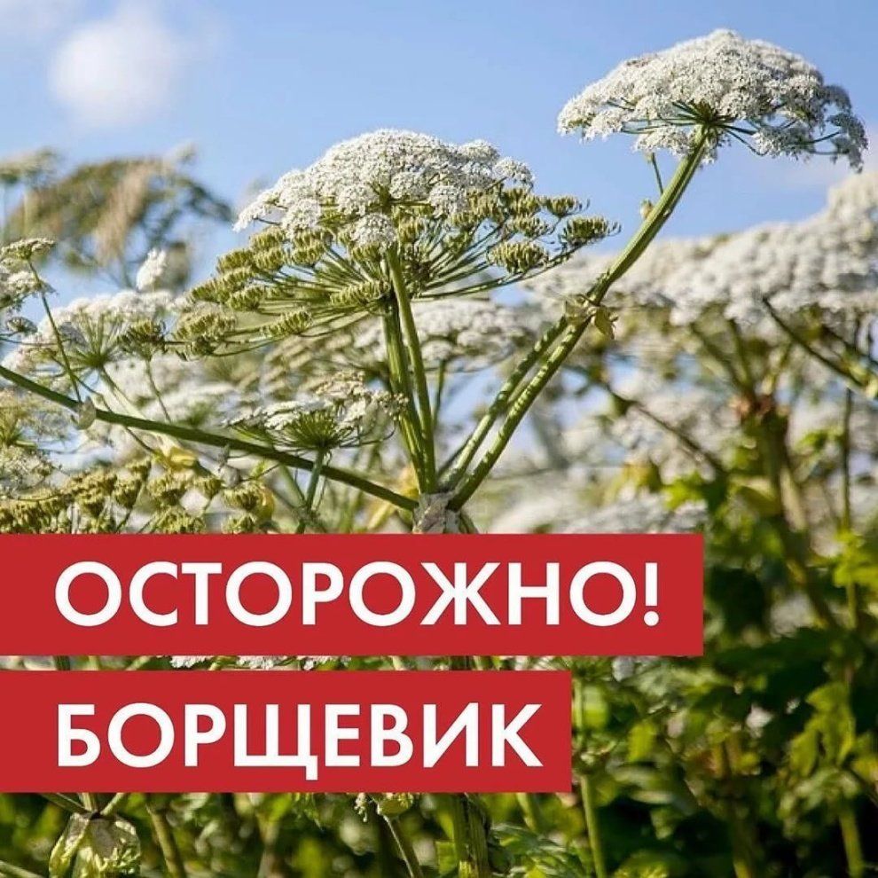 «Осторожно! Борщевик!»